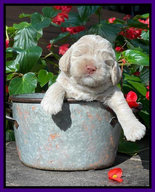 Kenzie Dansby 3 week old 261