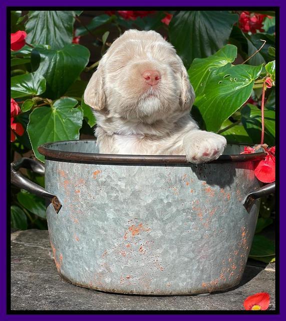 Kenzie Dansby 3 week old 271