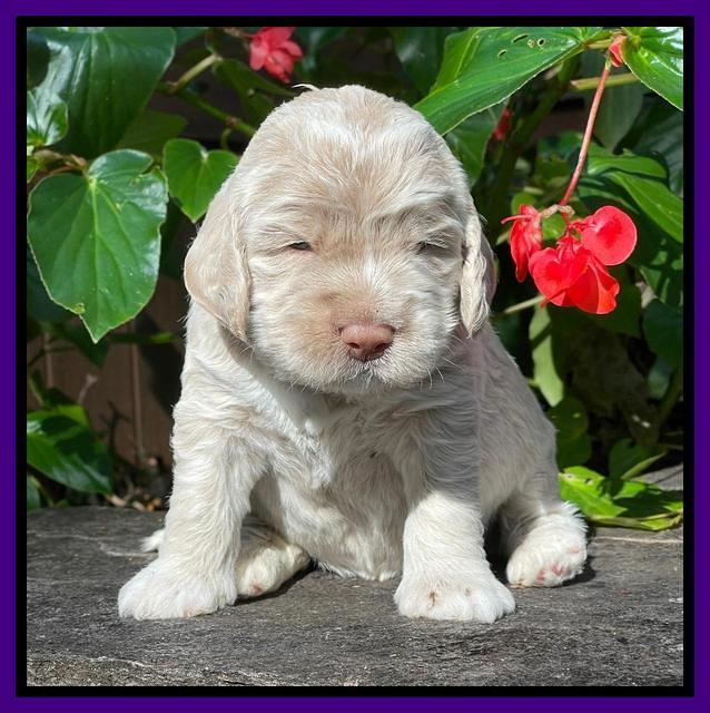 Kenzie Dansby 3 week old 281