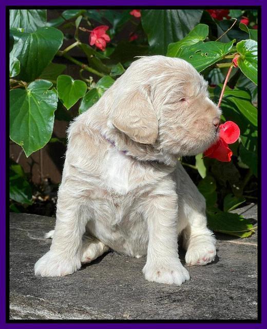 Kenzie Dansby 3 week old 291