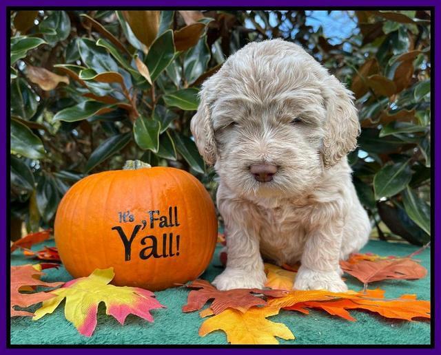 Kenzie Dansby 4 week old 231