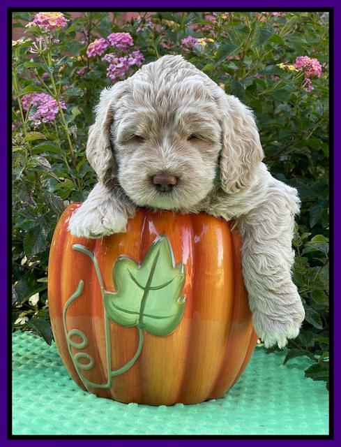 Kenzie Dansby 5 week old 291