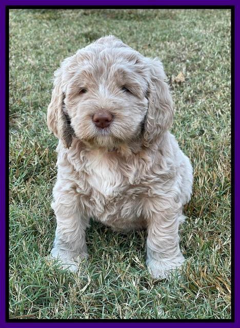 Kenzie Dansby 6 week old 321