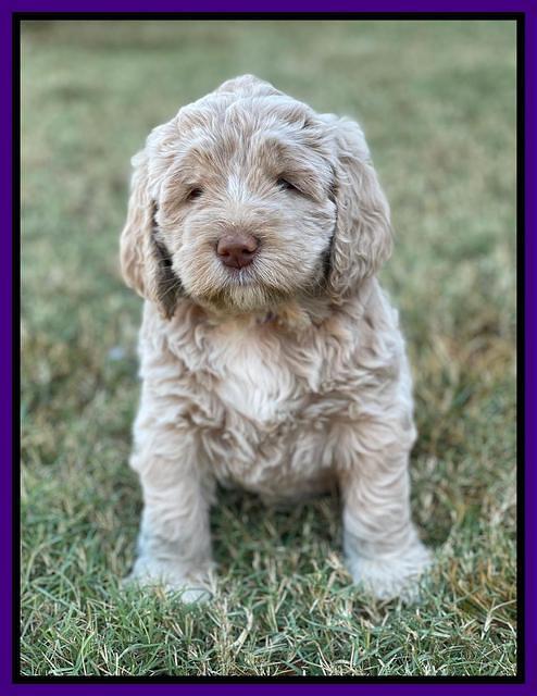 Kenzie Dansby 6 week old 331