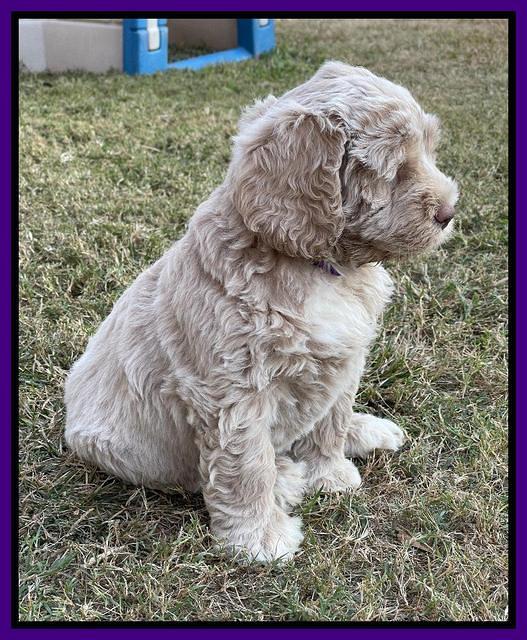 Kenzie Dansby 7 week old 361