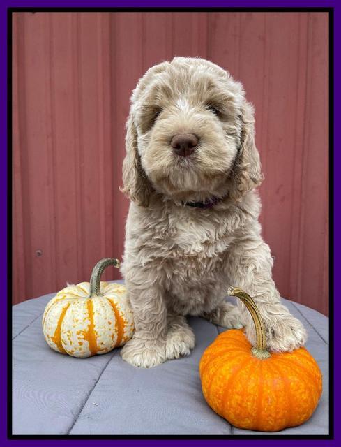Kenzie Dansby 7 week old 371