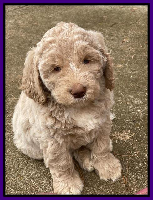 Kenzie Dansby 7 week old 391