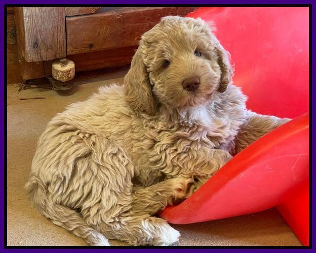 Kenzie Dansby 8 week old 178000