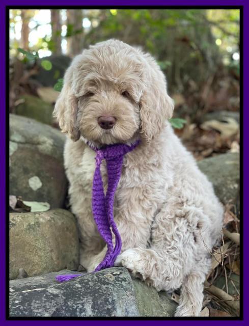 Kenzie Dansby 8 week old 218000