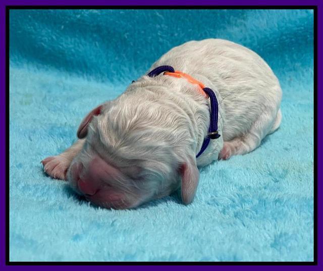 Kenzie Dansby pups newborn 121