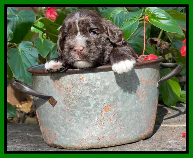 Kenzie Dansby 3 week old 341