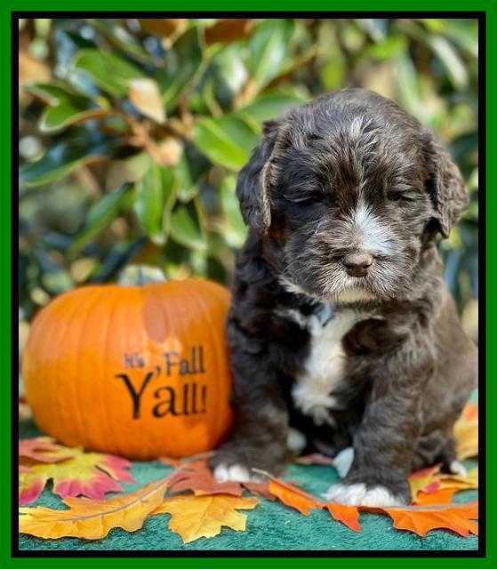 Kenzie Dansby 4 week old 291