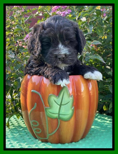 Kenzie Dansby 5 week old 321