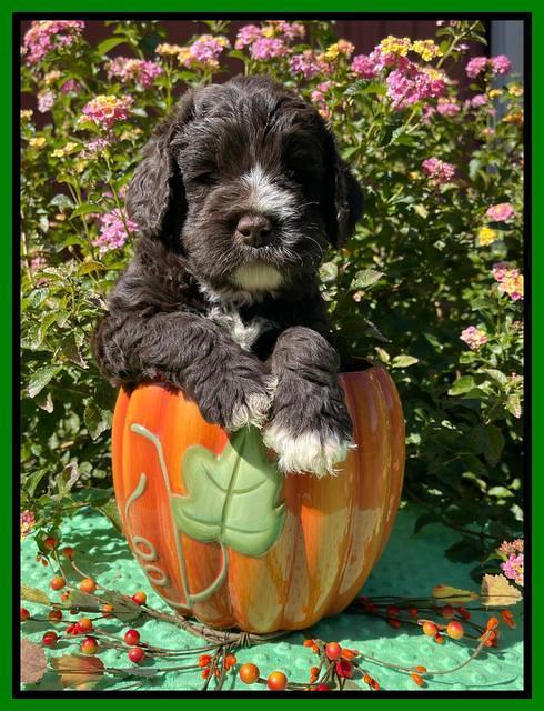 Kenzie Dansby 5 week old 331