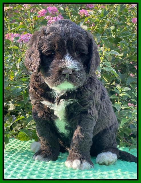 Kenzie Dansby 5 week old 341