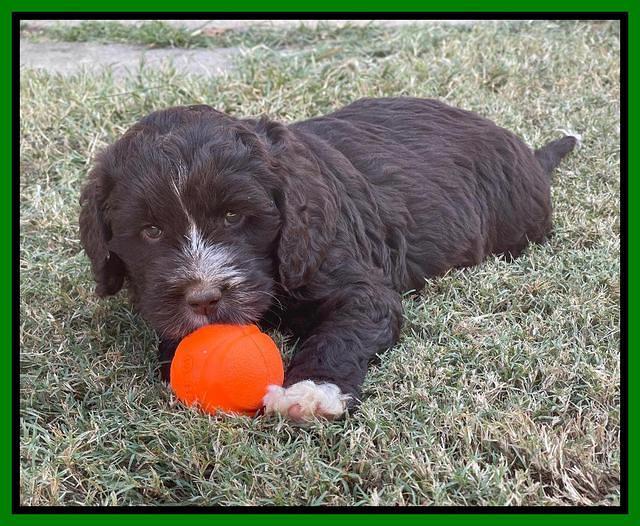 Kenzie Dansby 6 week old 411