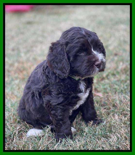 Kenzie Dansby 6 week old 441