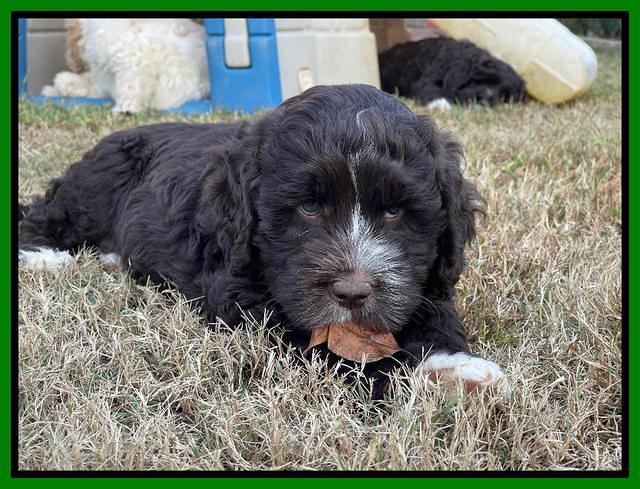 Kenzie Dansby 7 week old 251