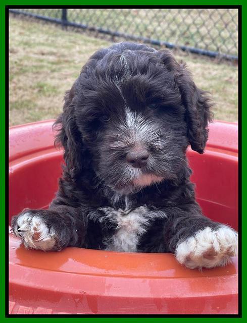 Kenzie Dansby 7 week old 291