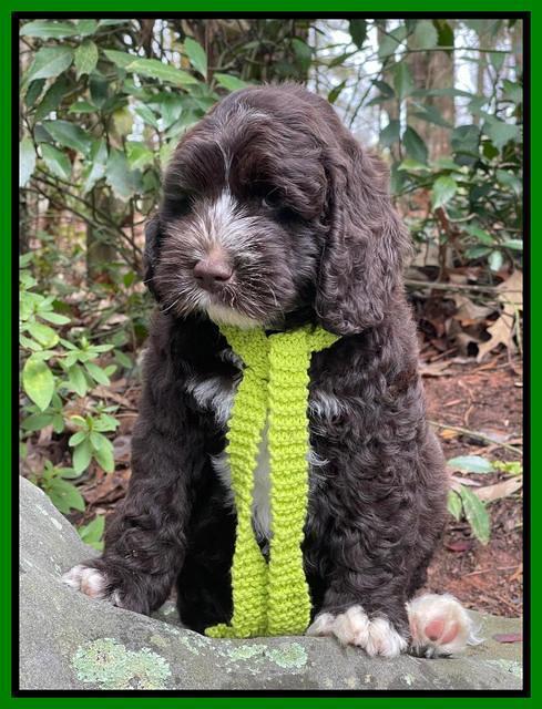 Kenzie Dansby 8 week old 101