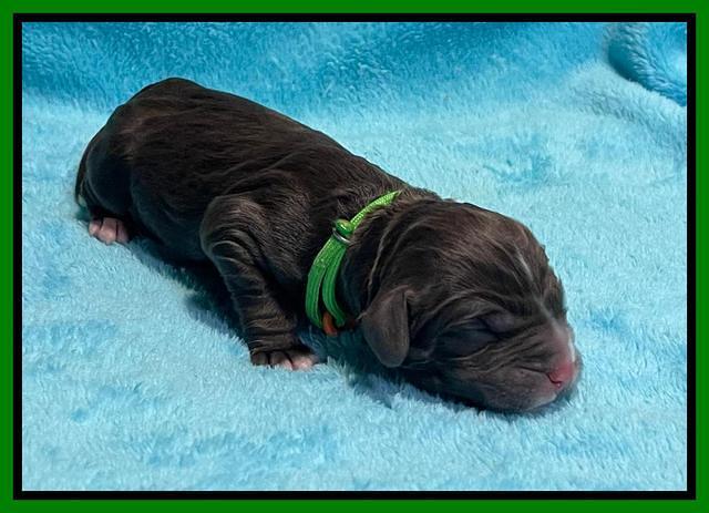 Kenzie Dansby pups newborn 161