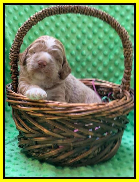 Kenzie Dansby 2 week old 291