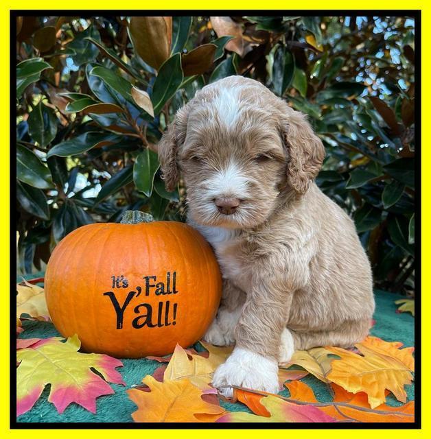 Kenzie Dansby 4 week old 311