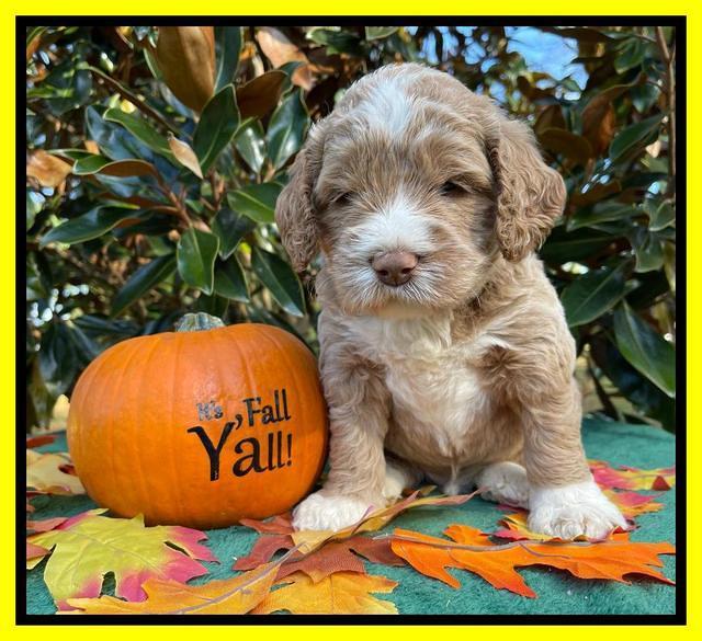 Kenzie Dansby 4 week old 331