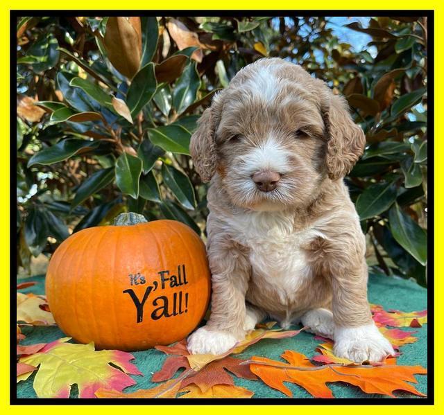 Kenzie Dansby 4 week old 341