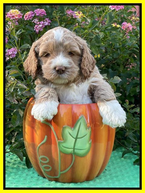 Kenzie Dansby 5 week old 381