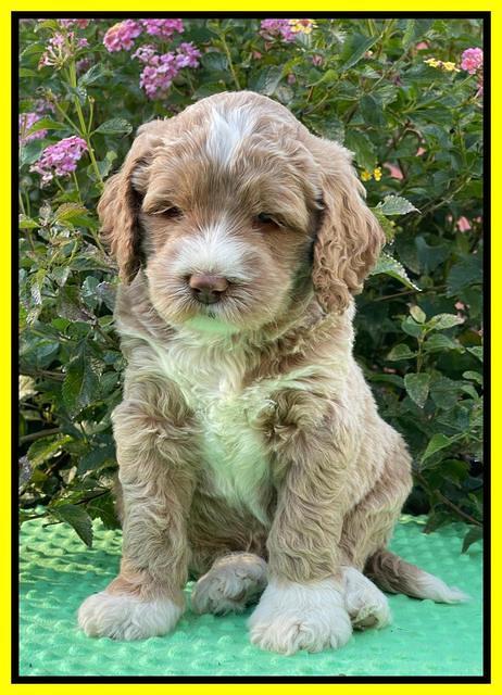 Kenzie Dansby 5 week old 411