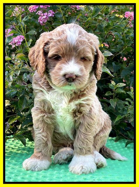 Kenzie Dansby 5 week old 421