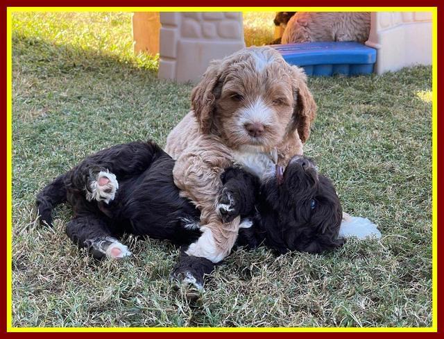 Kenzie Dansby 6 week old 41