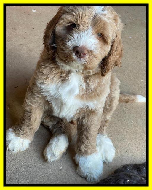 Kenzie Dansby 7 week old 12463