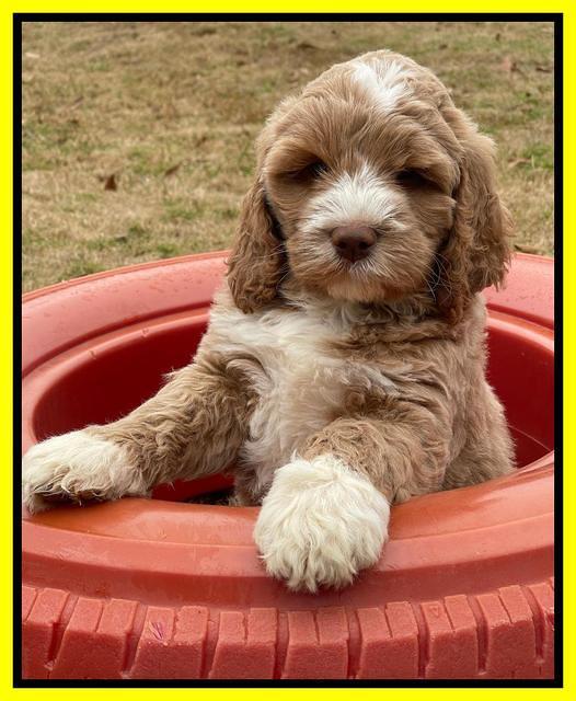 Kenzie Dansby 7 week old 441
