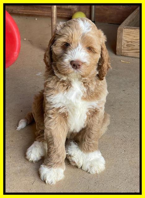 Kenzie Dansby 7 week old 8463