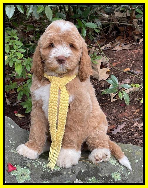 Kenzie Dansby 8 week old 151