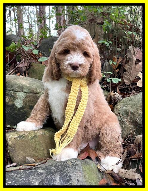 Kenzie Dansby 8 week old 161