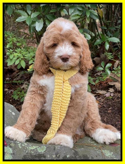 Kenzie Dansby 8 week old 181