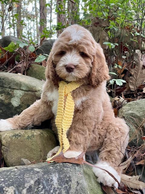 Kenzie Dansby 8 week old 191
