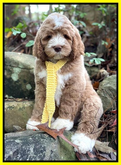 Kenzie Dansby 8 week old 201