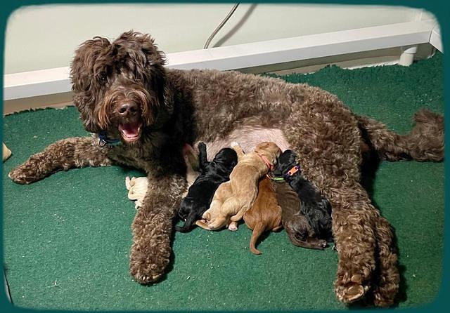 Kenzie group newborn 1