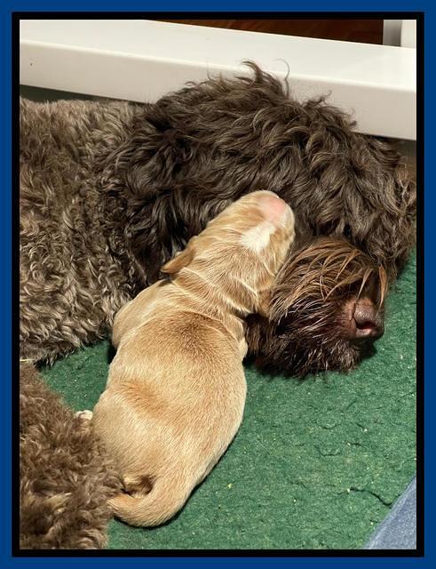 Kenzie Flynn pups 1 week old 11