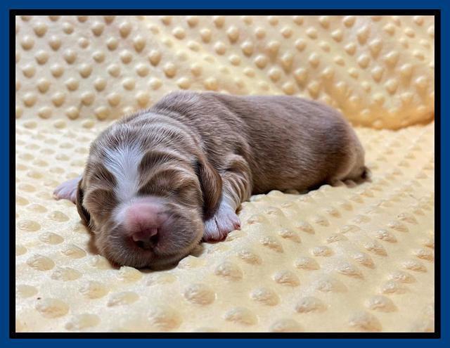 Kenzie Flynn pups 1 week old 21