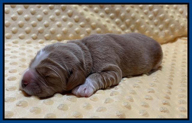 Kenzie Flynn pups 1 week old 31