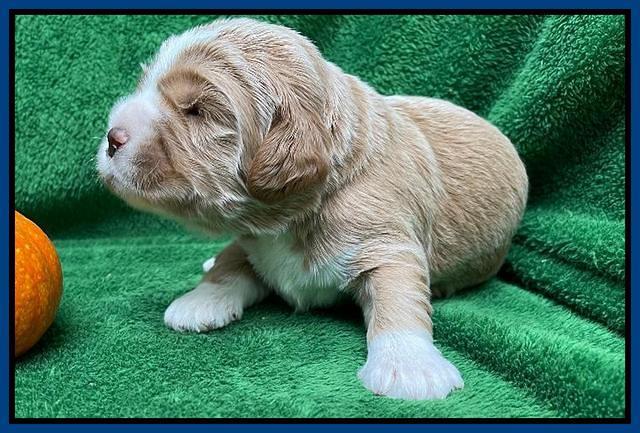 Kenzie Flynn pups 2 wks old 101