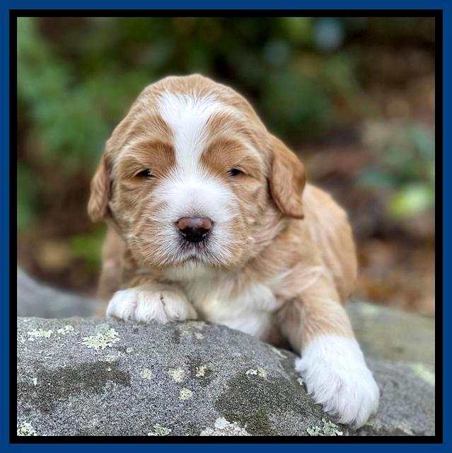 Kenzie Flynn pups 3 wks old 21