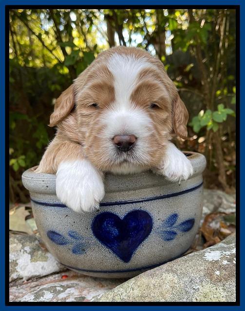 Kenzie Flynn pups 3 wks old 31