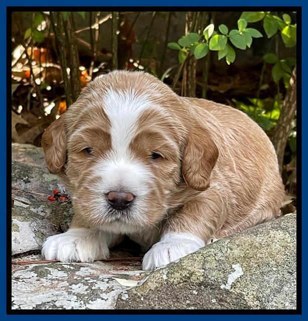 Kenzie Flynn pups 3 wks old 41