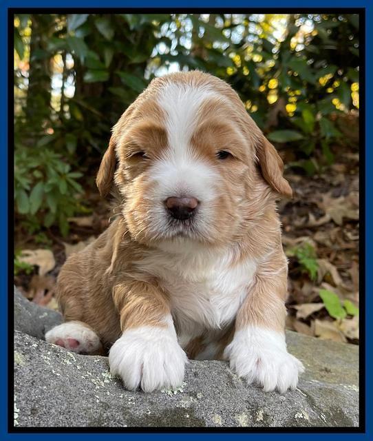 Kenzie Flynn pups 3 wks old 51